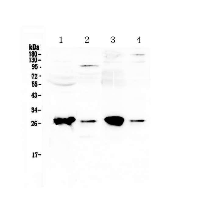 GSTT1 Antibody - Western blot - Anti-GSTT1 Picoband Antibody
