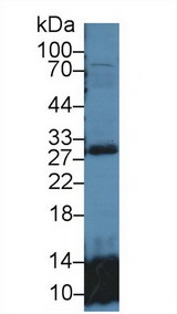 GSTT2 Antibody - Western Blot; Sample: Mouse Lung lysate; Primary Ab: 1µg/ml Rabbit Anti-Human GSTt2 Antibody Second Ab: 0.2µg/mL HRP-Linked Caprine Anti-Rabbit IgG Polyclonal Antibody