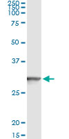 GSTT2 Antibody - Immunoprecipitation of GSTT2 transfected lysate using anti-GSTT2 monoclonal antibody and Protein A Magnetic Bead, and immunoblotted with GSTT2 rabbit polyclonal antibody.