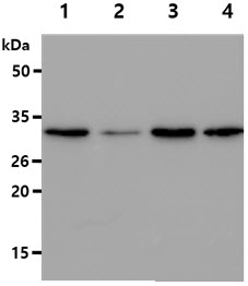 GSTT2 Antibody - The cell lysates (40ug) were resolved by SDS-PAGE, transferred to PVDF membrane and probed with anti-human GSTT2 antibody (1:500). Proteins were visualized using a goat anti-mouse secondary antibody conjugated to HRP and an ECL detection system. Lane 1.: HepG2 cell lysate Lane 2.: NIH/3T3 cell lysate Lane 3.: A549 cell lysate Lane 4.: Raw264.7 cell lysate