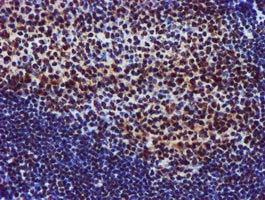 GSTT2 Antibody - IHC of paraffin-embedded Human tonsil using anti-GSTT2 mouse monoclonal antibody.