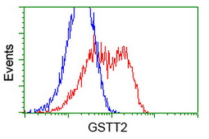 GSTT2 Antibody - HEK293T cells transfected with either overexpress plasmid (Red) or empty vector control plasmid (Blue) were immunostained by anti-GSTT2 antibody, and then analyzed by flow cytometry.