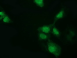 GSTT2 Antibody - Anti-GSTT2 mouse monoclonal antibody  immunofluorescent staining of COS7 cells transiently transfected by pCMV6-ENTRY GSTT2.