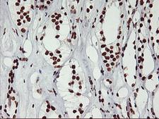 GSTT2 Antibody - IHC of paraffin-embedded Human Kidney tissue using anti-GSTT2 mouse monoclonal antibody.