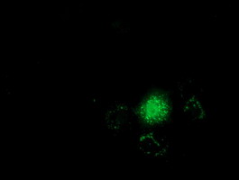 GSTT2 Antibody - Anti-GSTT2 mouse monoclonal antibody  immunofluorescent staining of COS7 cells transiently transfected by pCMV6-ENTRY GSTT2.