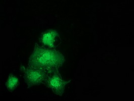 GSTT2 Antibody - Anti-GSTT2 mouse monoclonal antibody immunofluorescent staining of COS7 cells transiently transfected by pCMV6-ENTRY GSTT2.