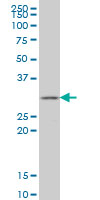 GSTZ1 Antibody - GSTZ1 monoclonal antibody (M01), clone 1G12 Western Blot analysis of GSTZ1 expression in HepG2.