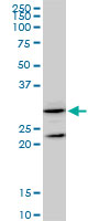 GSTZ1 Antibody - GSTZ1 monoclonal antibody (M01), clone 1G12. Western Blot analysis of GSTZ1 expression in NIH/3T3.