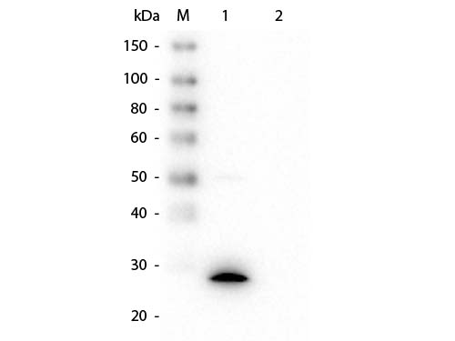 GSTZ1 Antibody - Western Blot of Mouse anti-GSTZ1 Monoclonal Antibody. Lane 1: Recombinant GSTZ1 protein. Lane 2: GST Load: 50 ng per lane. Primary antibody: Mouse anti-GSTZ1 Monoclonal Antibody at 1:1,000 overnight at 4°C. Secondary antibody: HRP Mouse Secondary Antibody at 1:40,000 for 30 min at RT. Block: MB-070 for 30 min at RT. Predicted/Observed size: 27 kDa, 27 kDa for GSTZ1.