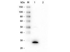 GSTZ1 Antibody - Western Blot of Mouse anti-GSTZ1 Monoclonal Antibody. Lane 1: Recombinant GSTZ1 protein. Lane 2: GST Load: 50 ng per lane. Primary antibody: Mouse anti-GSTZ1 Monoclonal Antibody at 1:1,000 overnight at 4°C. Secondary antibody: HRP Mouse Secondary Antibody at 1:40,000 for 30 min at RT. Block: MB-070 for 30 min at RT. Predicted/Observed size: 27 kDa, 27 kDa for GSTZ1.
