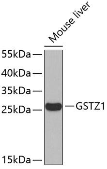 GSTZ1 Antibody - Western blot analysis of extracts of mouse liver using GSTZ1 Polyclonal Antibody.
