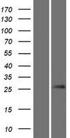 GSX1 / GSH1 Protein - Western validation with an anti-DDK antibody * L: Control HEK293 lysate R: Over-expression lysate