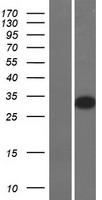 GSX2 / GSH2 Protein - Western validation with an anti-DDK antibody * L: Control HEK293 lysate R: Over-expression lysate