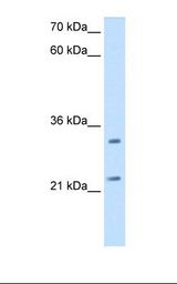 GT335 / ES1 Antibody - HepG2 cell lysate. Antibody concentration: 2.5 ug/ml. Gel concentration: 12%.  This image was taken for the unconjugated form of this product. Other forms have not been tested.