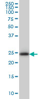GT335 / ES1 Antibody - C21orf33 monoclonal antibody (M01), clone 1F5 Western blot of C21orf33 expression in HeLa.