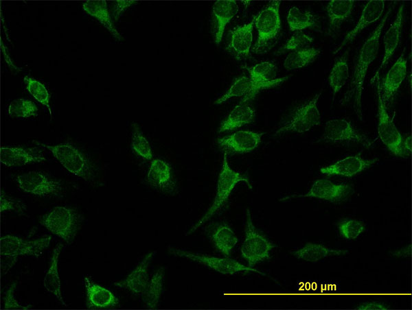 GT335 / ES1 Antibody - Immunofluorescence of monoclonal antibody to C21orf33 on HeLa cell. [antibody concentration 10 ug/ml]