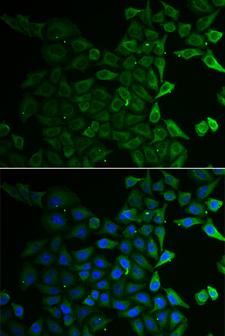 GT335 / ES1 Antibody - Immunofluorescence analysis of HeLa cells.