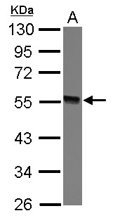 GTDC1 Antibody - Sample (30 ug of whole cell lysate) A: 293T 10% SDS PAGE GTDC1 antibody diluted at 1:3000
