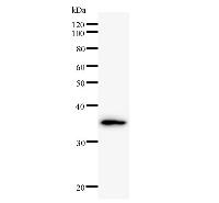 GTF2A1 / TFIIA Antibody - Western blot analysis of immunized recombinant protein, using anti-GTF2A1 monoclonal antibody.