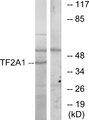 GTF2A1 / TFIIA Antibody - Western blot analysis of extracts from RAW264.7 cells, using TF2A1 antibody.