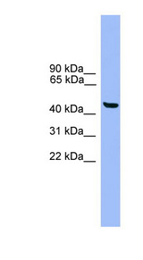 GTF2A1L / ALF Antibody - GTF2A1L / ALF antibody Western blot of Fetal Heart lysate. This image was taken for the unconjugated form of this product. Other forms have not been tested.