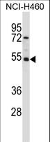 GTF2A1L / ALF Antibody - GTF2A1L Antibody western blot of NCI-H460 cell line lysates (35 ug/lane). The GTF2A1L antibody detected the GTF2A1L protein (arrow).