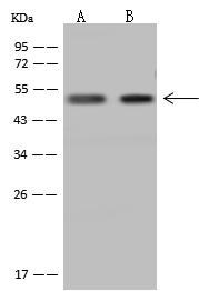 GTF2A1L / ALF Antibody - Anti-GTF2A1L rabbit polyclonal antibody at 1:500 dilution. Lane A: U-251 MG Whole Cell Lysate. Lane B: Jurkat Whole Cell Lysate. Lysates/proteins at 30 ug per lane. Secondary: Goat Anti-Rabbit IgG (H+L)/HRP at 1/10000 dilution. Developed using the ECL technique. Performed under reducing conditions. Predicted band size: 52 kDa. Observed band size: 52 kDa.