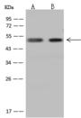 GTF2A1L / ALF Antibody - Anti-GTF2A1L rabbit polyclonal antibody at 1:500 dilution. Lane A: U-251 MG Whole Cell Lysate. Lane B: Jurkat Whole Cell Lysate. Lysates/proteins at 30 ug per lane. Secondary: Goat Anti-Rabbit IgG (H+L)/HRP at 1/10000 dilution. Developed using the ECL technique. Performed under reducing conditions. Predicted band size: 52 kDa. Observed band size: 52 kDa.