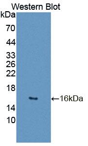 GTF2A2 / TFIIA Antibody - Western Blot; Sample: Recombinant protein.
