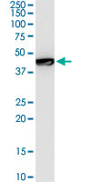 GTF2E1 Antibody - GTF2E1 monoclonal antibody (M07A), clone 1E12. Western Blot analysis of GTF2E1 expression in MCF-7.