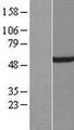 GTF2E1 Protein - Western validation with an anti-DDK antibody * L: Control HEK293 lysate R: Over-expression lysate
