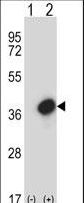 GTF2E2 Antibody - Western blot of GTF2E2 (arrow) using rabbit polyclonal GTF2E2 Antibody. 293 cell lysates (2 ug/lane) either nontransfected (Lane 1) or transiently transfected (Lane 2) with the GTF2E2 gene.