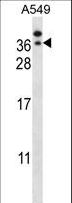 GTF2E2 Antibody - GTF2E2 Antibody western blot of A549 cell line lysates (35 ug/lane). The GTF2E2 antibody detected the GTF2E2 protein (arrow).