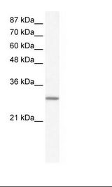 GTF2E2 Antibody - Daudi Cell Lysate.  This image was taken for the unconjugated form of this product. Other forms have not been tested.