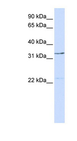 GTF2E2 Antibody - GTF2E2 antibody Western blot of 293T cell lysate. This image was taken for the unconjugated form of this product. Other forms have not been tested.