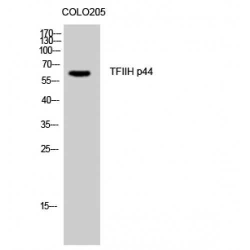 GTF2H2 Antibody - Western blot of TFIIH p44 antibody