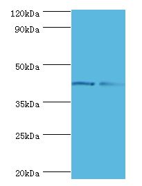 GTF2H2C Antibody - Western blot. All lanes: GTF2H2C antibody at 8 ug/ml. Lane 1: HepG2 whole cell lysate. Lane 2: K562 whole cell lysate. Secondary antibody: Goat polyclonal to rabbit at 1:10000 dilution. Predicted band size: 44 kDa. Observed band size: 44 kDa.