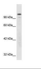 GTF2I / TFII I Antibody - HepG2 Cell Lysate.  This image was taken for the unconjugated form of this product. Other forms have not been tested.