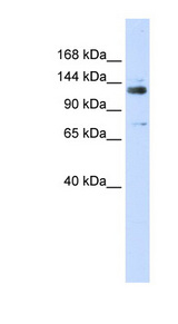 GTF2I / TFII I Antibody - GTF2I / TFII-I antibody Western blot of 293T cell lysate. This image was taken for the unconjugated form of this product. Other forms have not been tested.