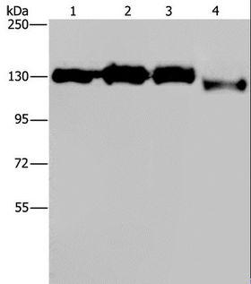 GTF2I / TFII I Antibody - Western blot analysis of HeLa, 293T, Raji and 231 cell, using GTF2I Polyclonal Antibody at dilution of 1:400.