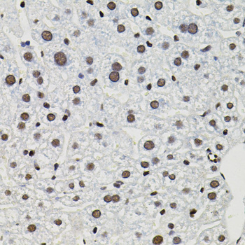 GTF2I / TFII I Antibody - Immunohistochemistry of paraffin-embedded mouse liver tissue.