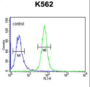 GTF2IRD2 Antibody - GTD2A Antibody flow cytometry of K562 cells (right histogram) compared to a negative control cell (left histogram). FITC-conjugated goat-anti-rabbit secondary antibodies were used for the analysis.