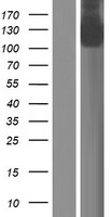 GTF2IRD2B Protein - Western validation with an anti-DDK antibody * L: Control HEK293 lysate R: Over-expression lysate