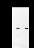 GTF3 / GTF2IRD1 Antibody - Detection of human GTF2IRD1 by Western blot. Sample: Whole cell lysate was obtained from HeLa cells transiently transfected with vector (lanes 1, 3) or myc-tagged human GTF2IRD1 (lanes 2, 4). Primary antibodies: anti-myc tag (1 ug/ml) (lanes 1, 2). Predicted molecular weight: 106 kDa