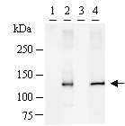 GTF3 / GTF2IRD1 Antibody - Immunoprecipitation: RIPA lysate of HeLa cells transfected with vector (lanes 1, 3) or myc-tagged GTF2IRD1 (lanes 2, 4) was incubated with anti-GTF2IRD1 conjugated with protein G Sepharose. Predicted molecular weight: 106 kDa