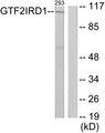GTF3 / GTF2IRD1 Antibody - Western blot analysis of extracts from 293 cells, using GTF2IRD1 antibody.