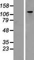 GTF3 / GTF2IRD1 Protein - Western validation with an anti-DDK antibody * L: Control HEK293 lysate R: Over-expression lysate