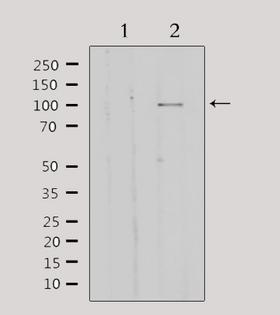GTF3C2 Antibody - Western blot analysis of extracts of 293 cells using GTF3C2 antibody.
