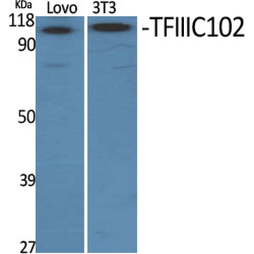 GTF3C3 Antibody - Western blot of TFIIIC102 antibody