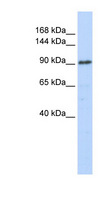 GTF3C3 Antibody - GTF3C3 antibody Western blot of 721_B cell lysate. This image was taken for the unconjugated form of this product. Other forms have not been tested.